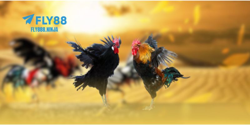 Đá Gà FLY88 – Đấu Trường Đẳng Cấp Của Các Chiến Kê 4 Lưu ý quan trọng bạn cần biết khi chơi đá gà FLY88